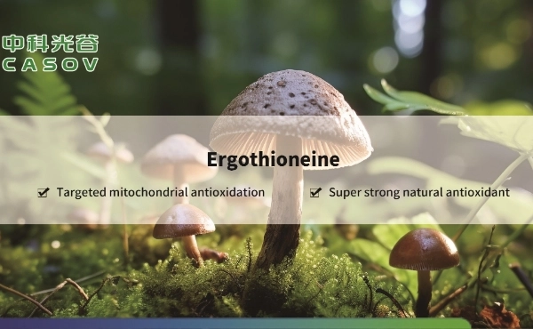 Ergothioneine: Senyawa Antioksidan Terobosan untuk Perlindungan Seluler