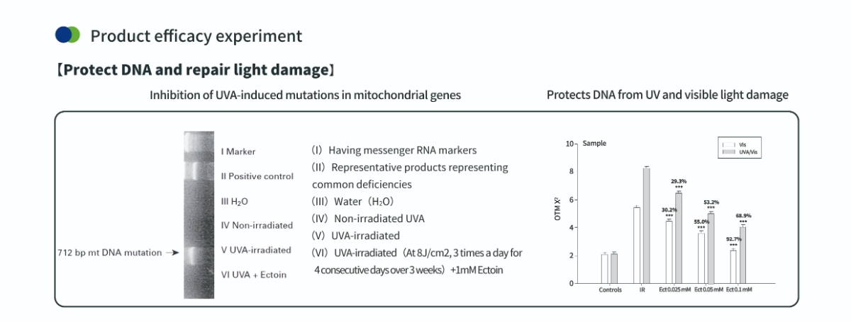 Melindungi DNA dengan Bubuk Ektoin untuk Kulit Melindungi DNA dengan Bubuk Ektoin untuk Kulit