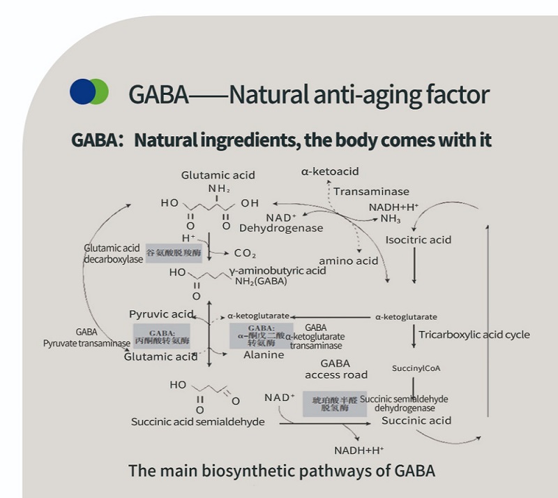 Ilmu di Balik Asam Gamma-Aminobutyric GABA